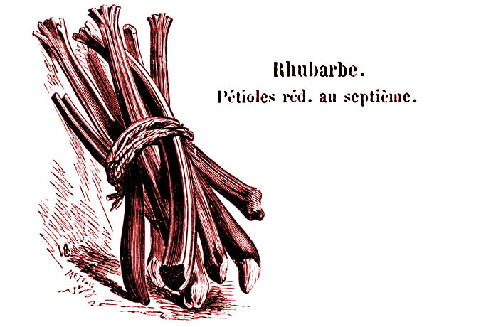 rabarber-rhubarbe