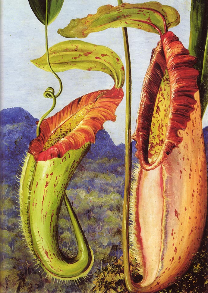 Nepenthes Northiana door Marianne North