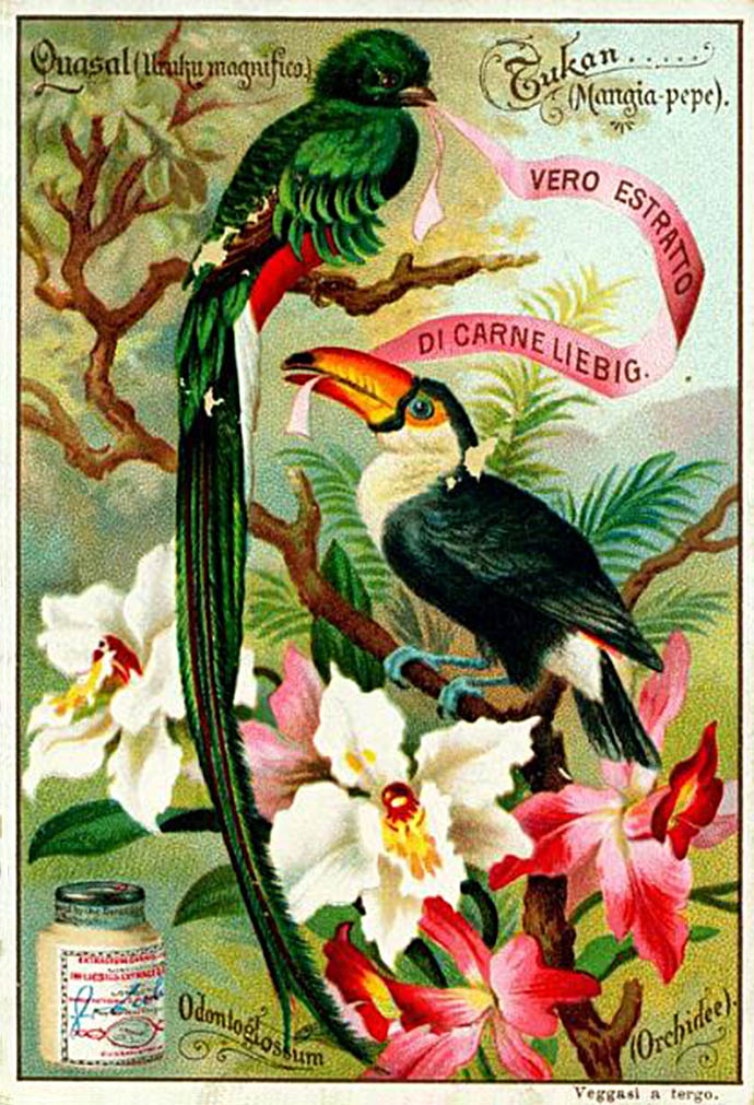 Liebigkaart vogels en bloemen