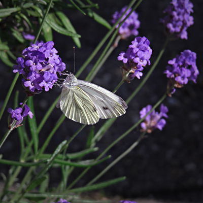 Wat-kun-je-doen-met-lavendel?