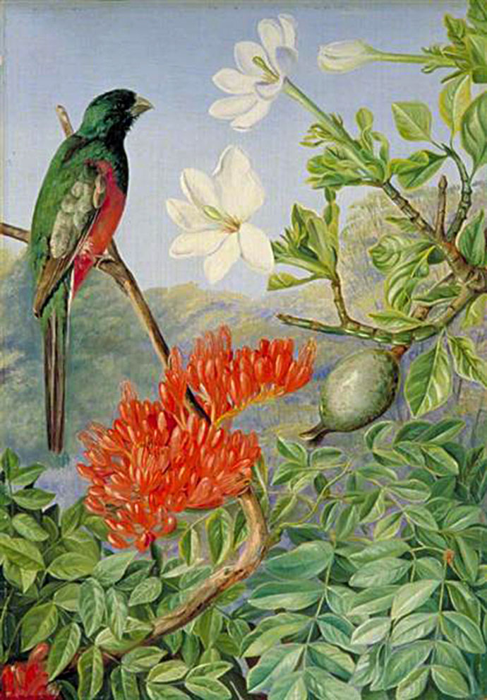 Twee natalstruiken in bloei, met een trogon, door Marianne North (1882) [Publiek domein].