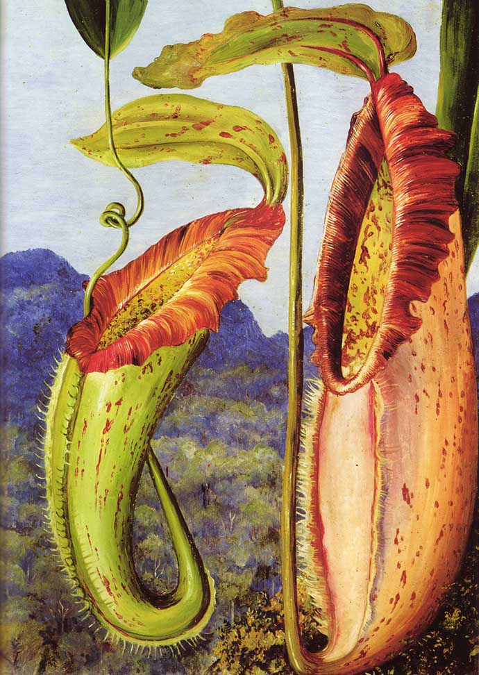 De vleesetende bekerplant nepenthes northiana, als eerste ontdekt en beschreven door Marianne North tijdens haar reis naar Sarawak op Borneo, rond 1876 [Publiek domein].